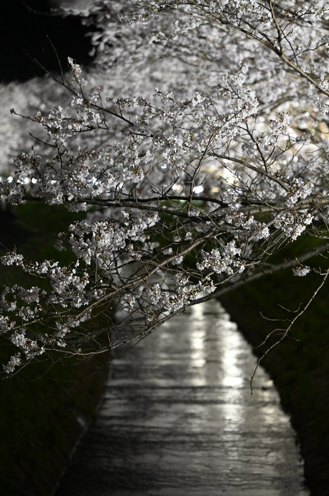 20230401spring.jpg